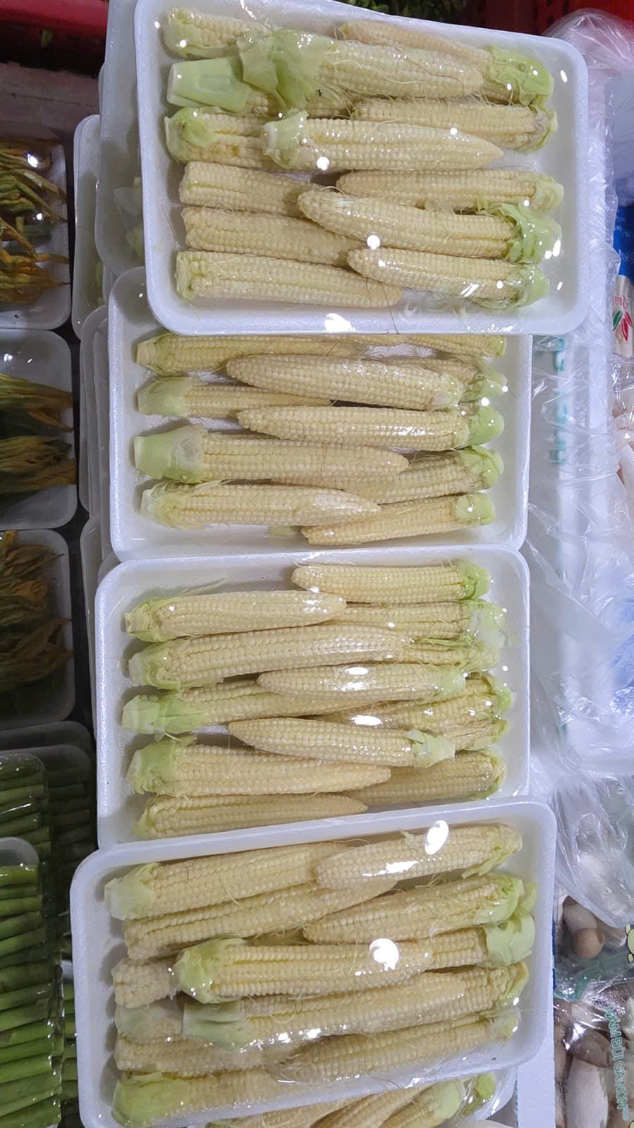 Bắp non