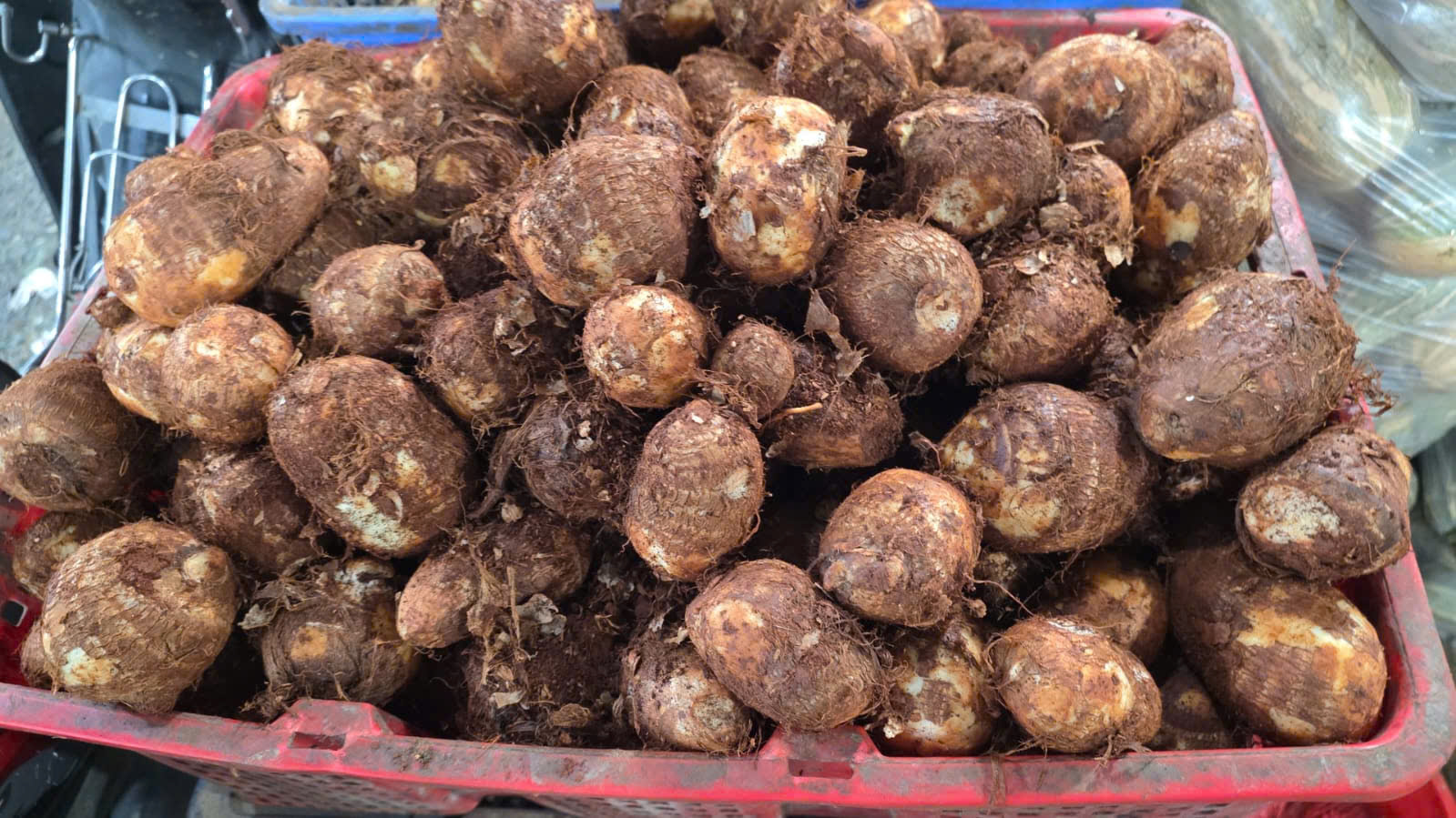 Khoai sọ
